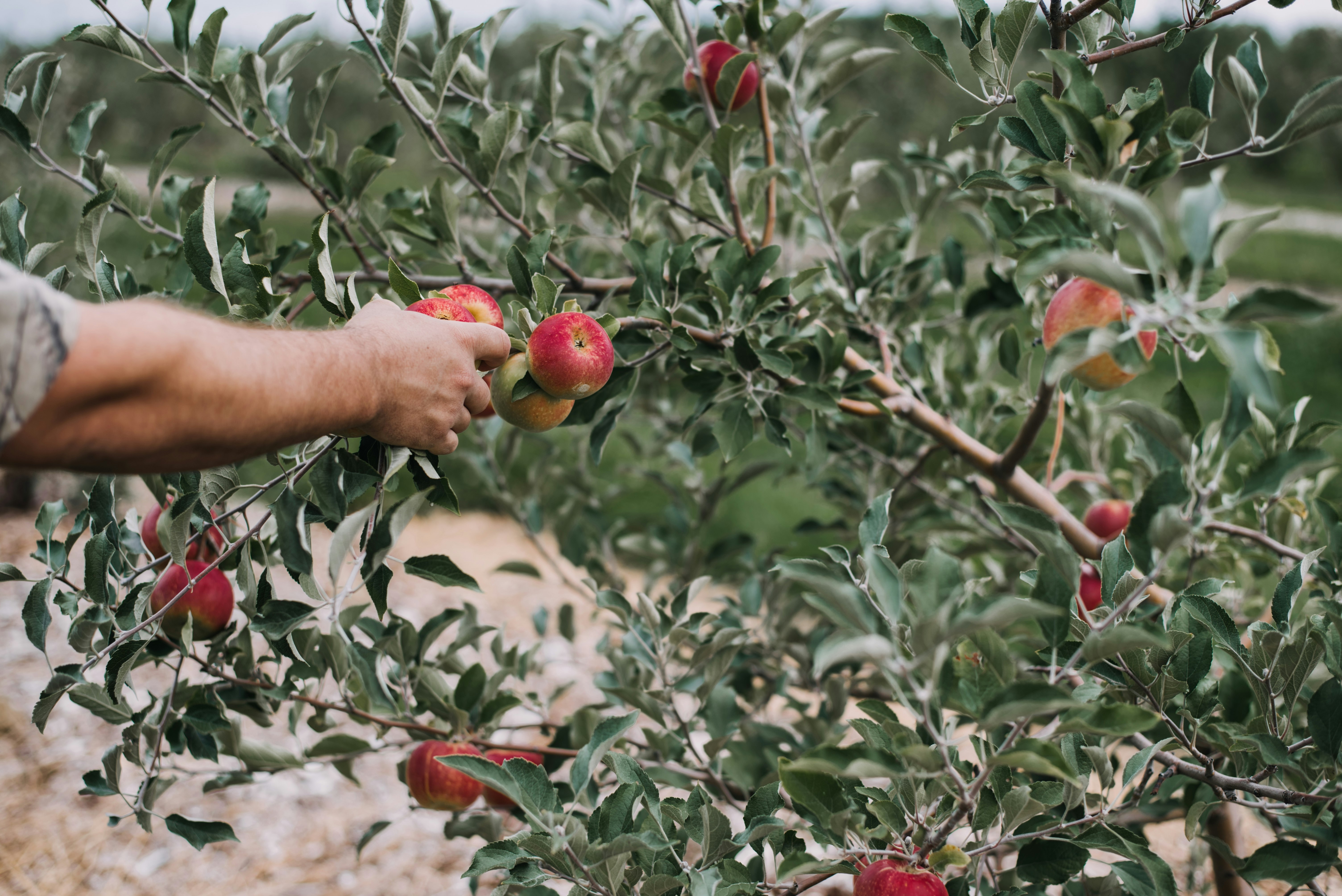 man picking apples in an orchard