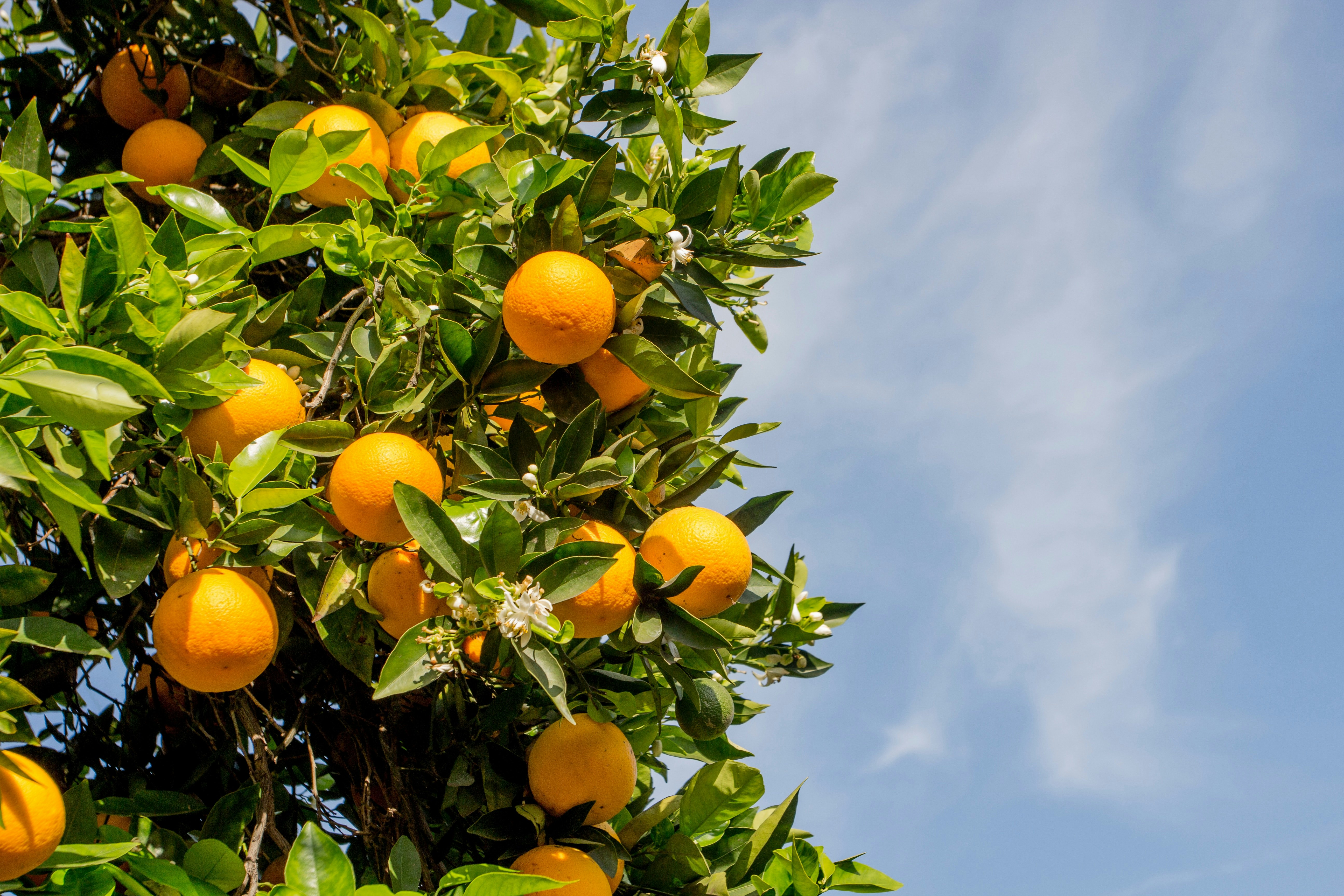 Image of an orange tree, a fruit that contains potassium.