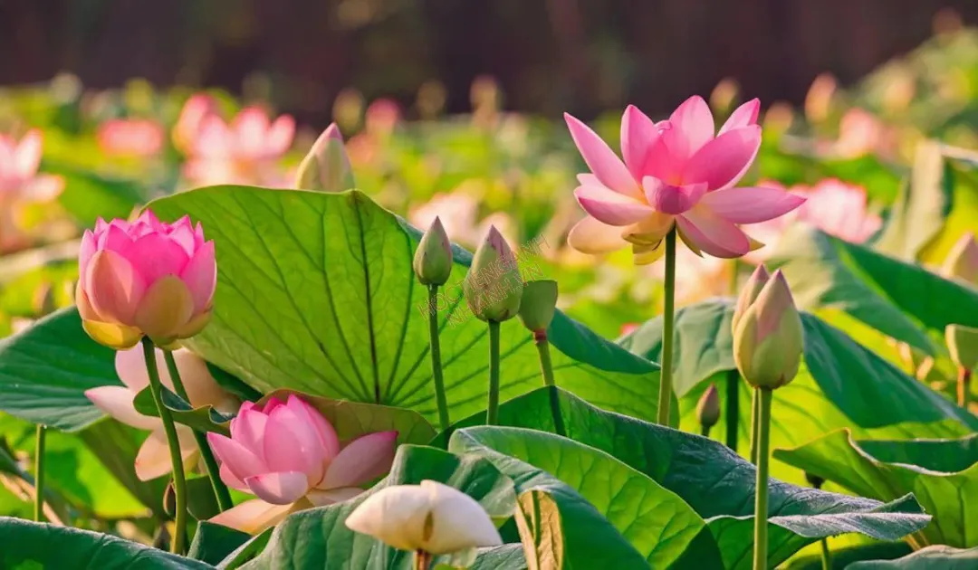 The Lotus Kingdom