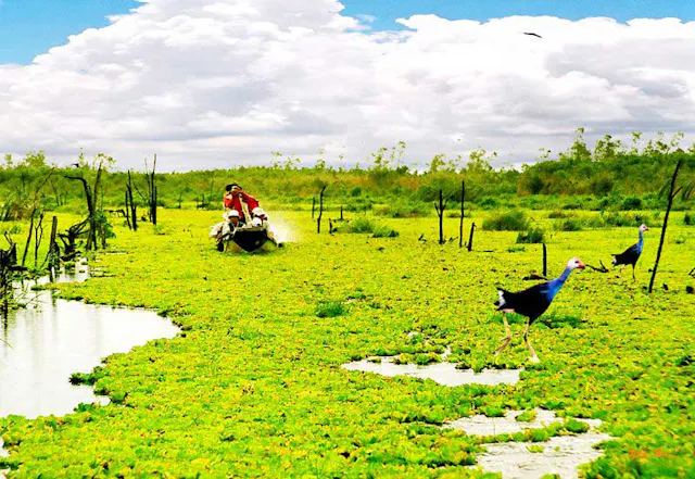 U Minh Thuong National Park in Frames – Peat Swamp Forest, Wetlands & Wildlife