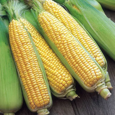 Fresh Corn