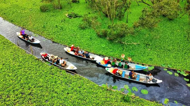 About Tra Su Cajuput Forest