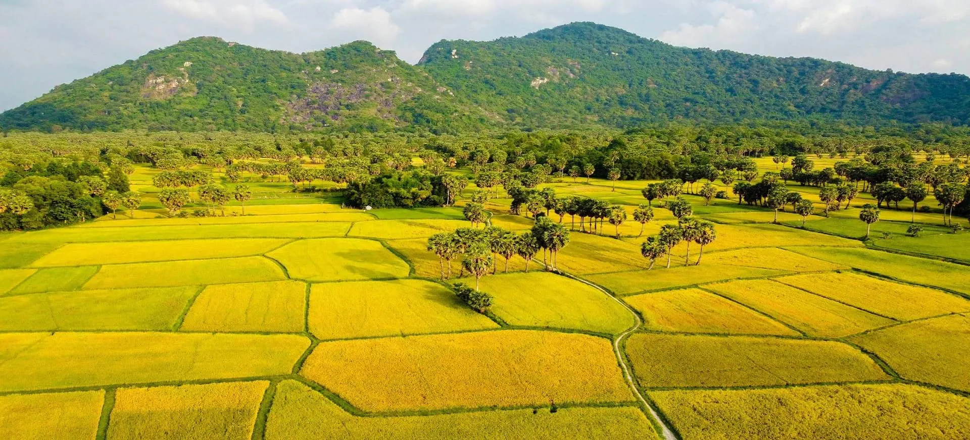 Ta Pa Rice Fields