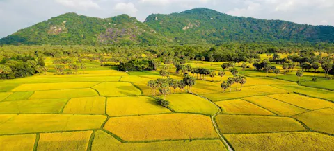 Ta Pa Rice Fields
