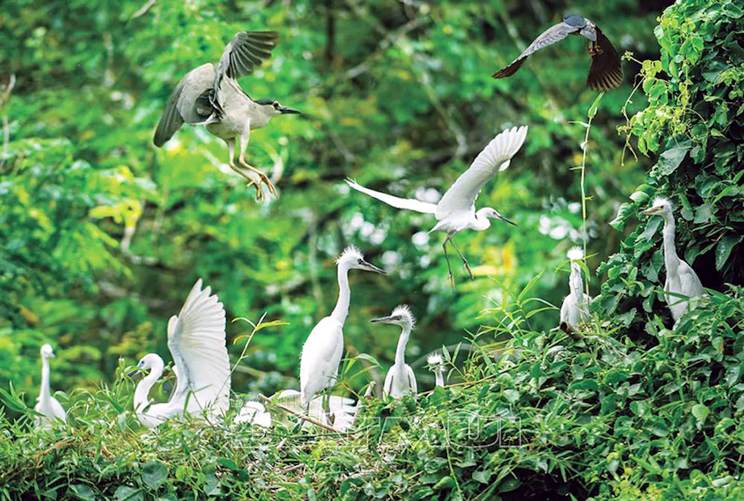 The Bird Garden Hub