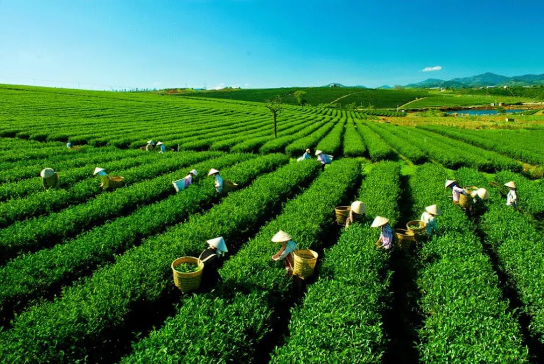 Summer (May–August): Emerald Tea Hills & Active Waters