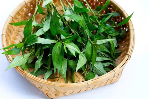 Vietnamese Coriander (Rau Răm)