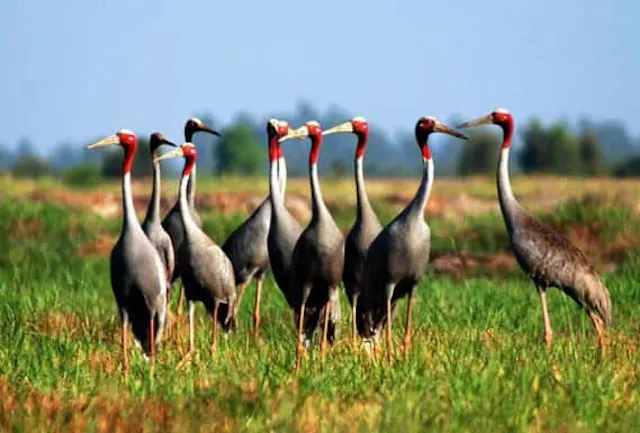Tram Chim National Park in Frames – Wetlands, Birds & Mekong Delta Nature