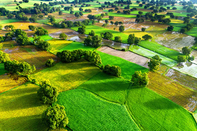 Ta Pa Rice Fields Photo Gallery