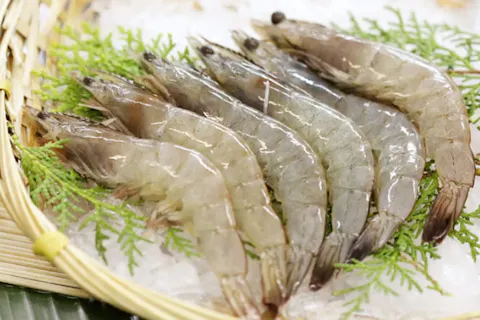 Shrimp