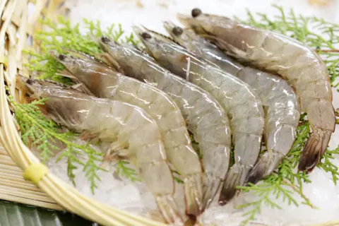 Shrimp