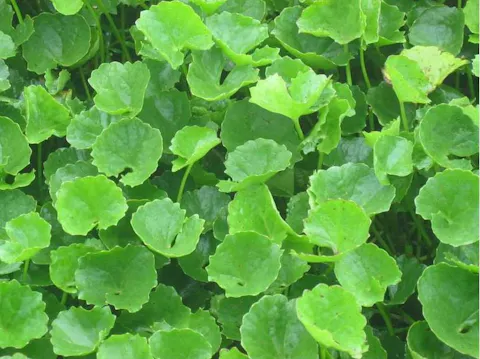 Fresh Pennywort
