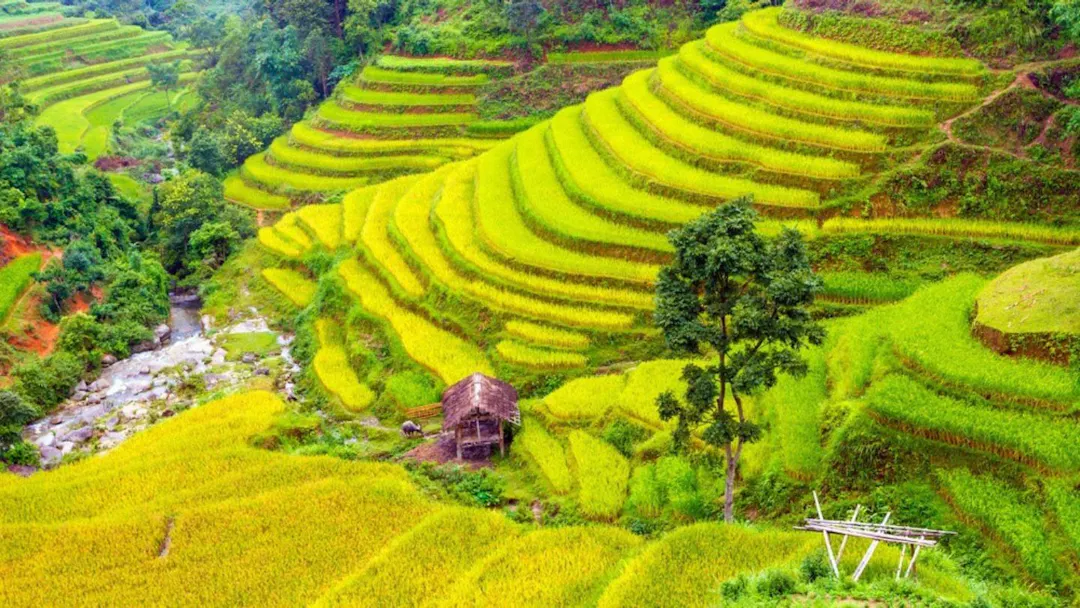 Sapa Rice Harvest Timing