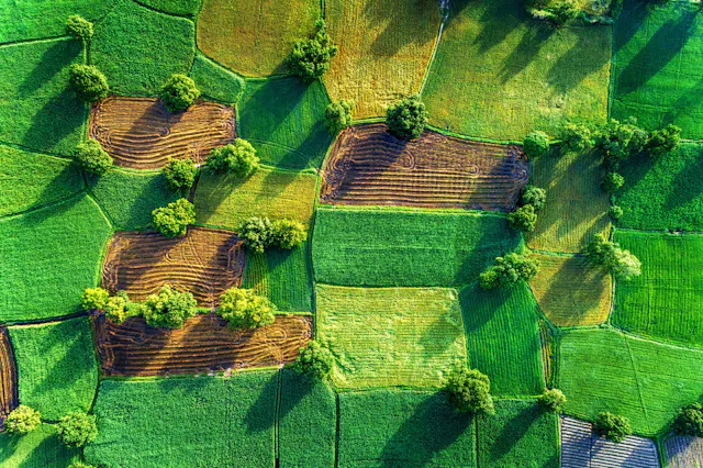 Ta Pa Rice Fields Photo Gallery