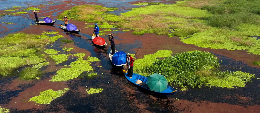 U Minh Ha National Park: The Emerald Heart of the Hidden Gems in Ca Mau
