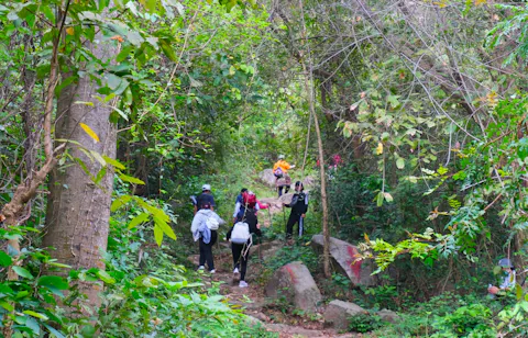 Jungle Trekking in Vietnam: Best Rainforest Treks & National Parks
