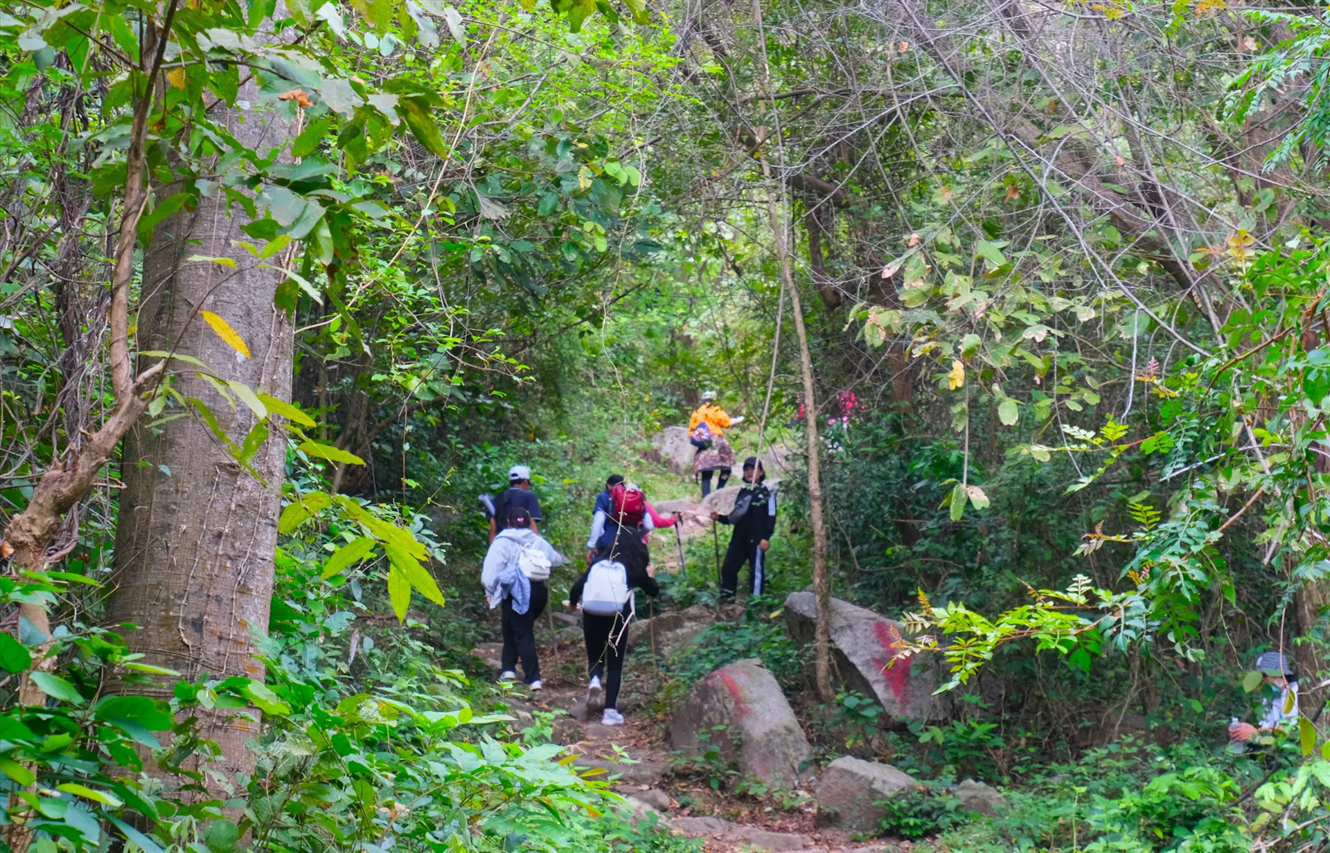 Jungle Trekking in Vietnam: Best Rainforest Treks & National Parks