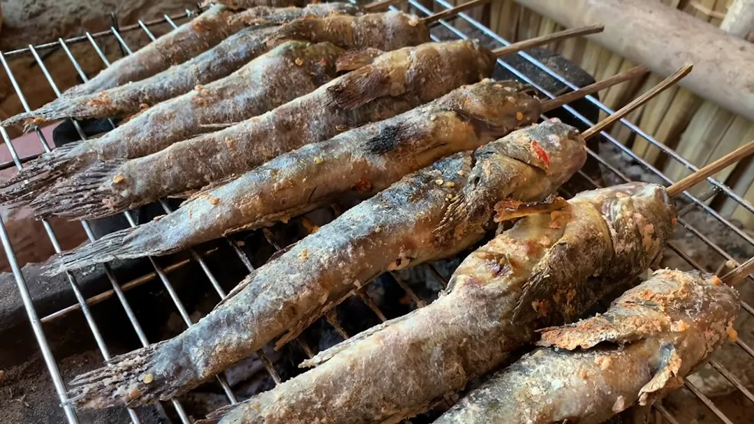 Fresh River Catch: The Amphibious Mudskipper