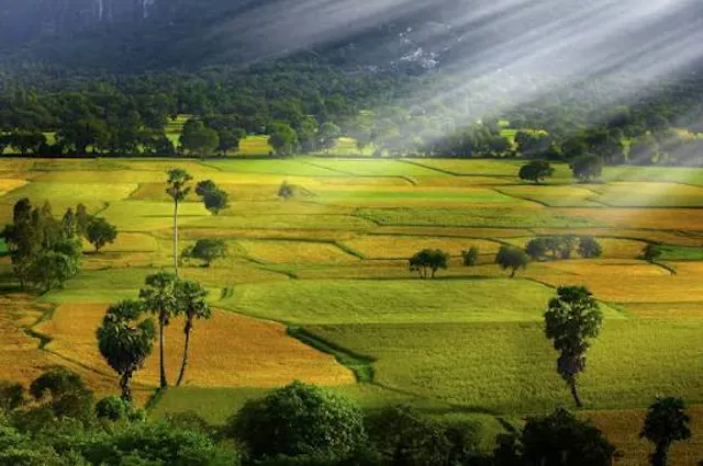 Ta Pa Rice Fields Photo Gallery