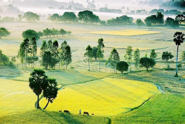 About Ta Pa Rice Fields