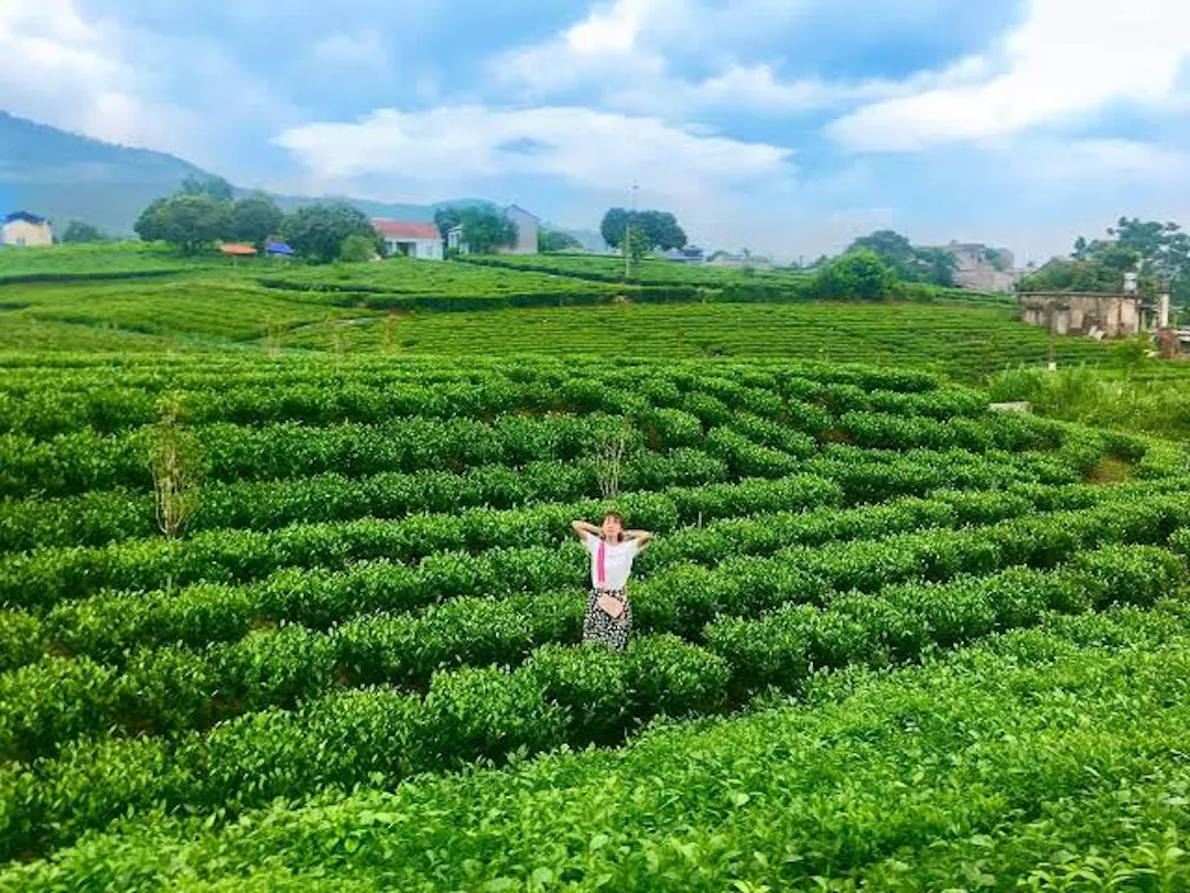 The Best Things to Do in Thai Nguyen's Tan Cuong Tea Plantation