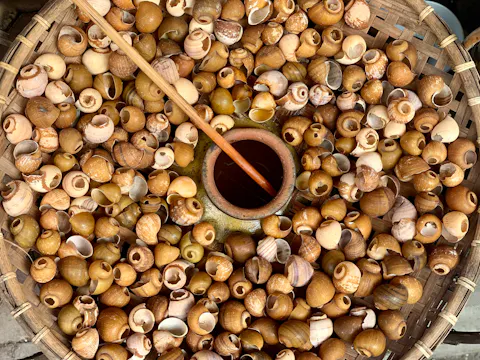 Freshwater Snails