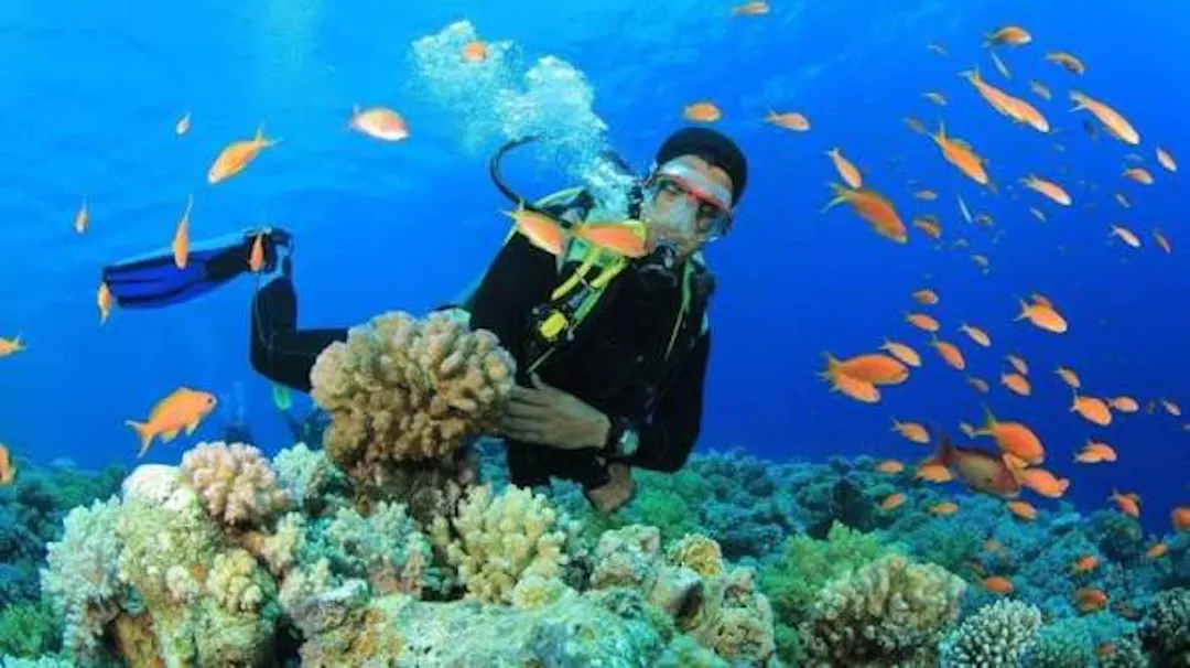 Go Snorkeling or Diving