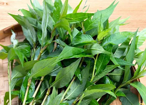 Vietnamese Coriander