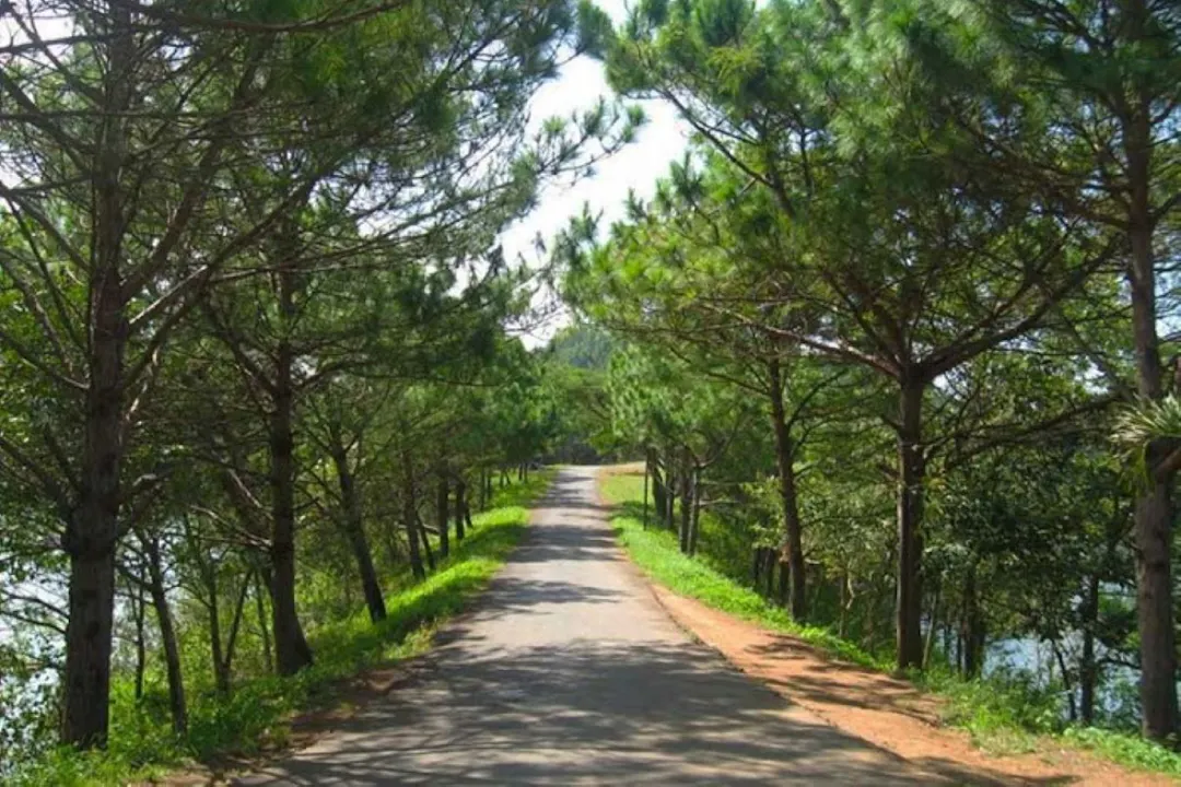 Mang Den's Pine Forests and Mountain Landscape