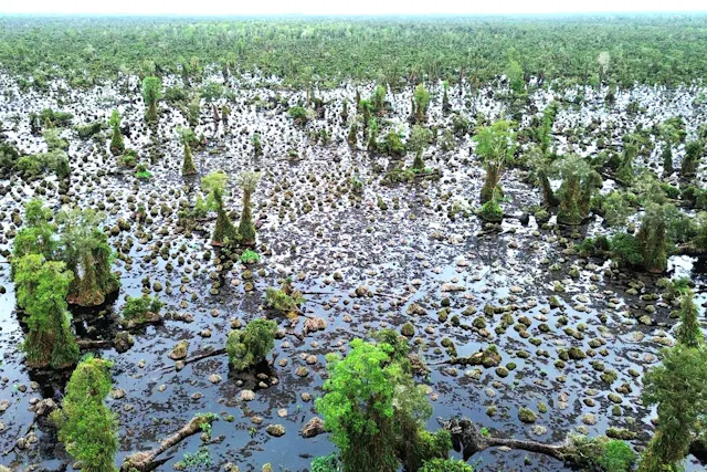 U Minh Ha National Park Photo Gallery