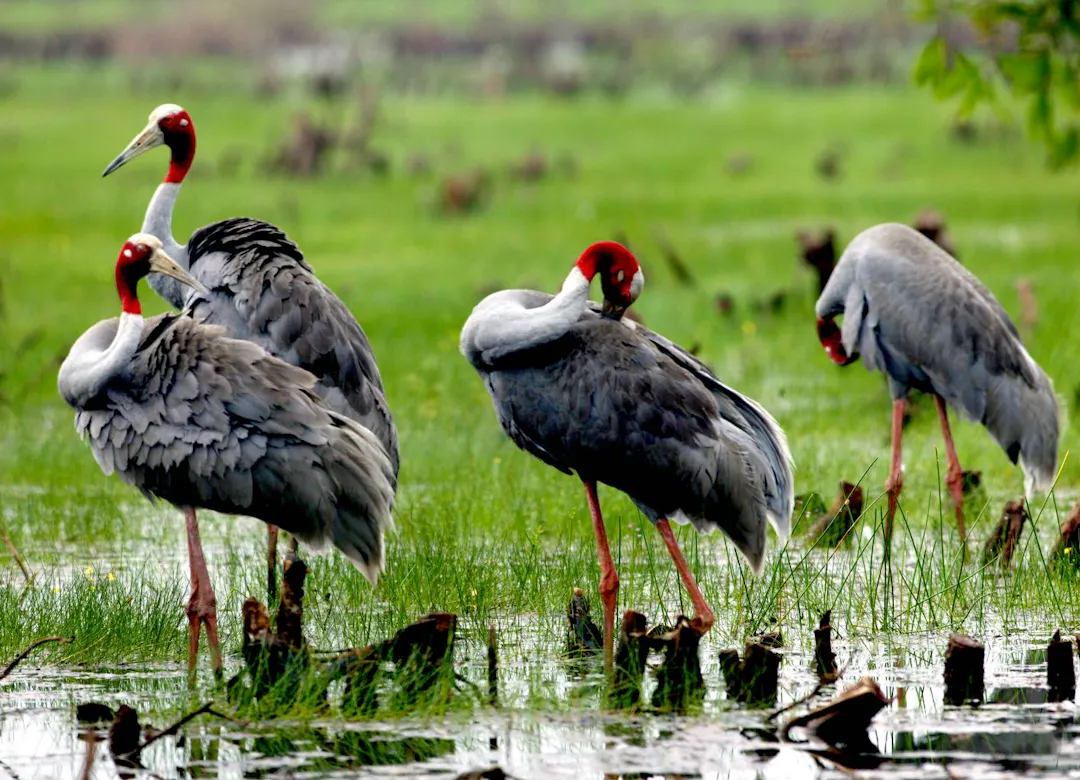 Red-crowned cranes wading in wetlands at Tram Chim National Park
