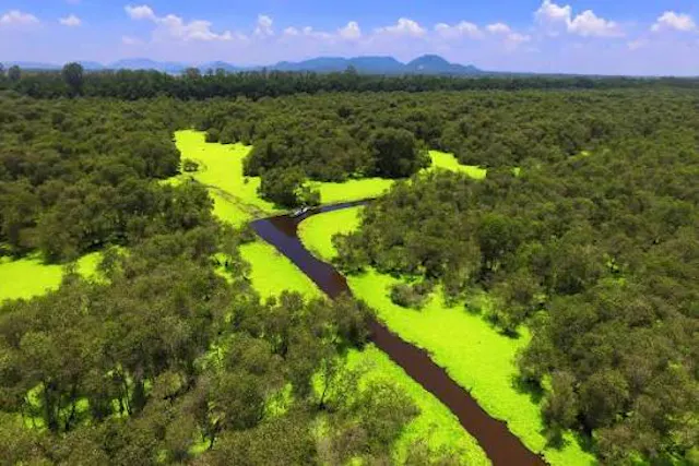 Tra Su Cajuput Forest Photo Gallery