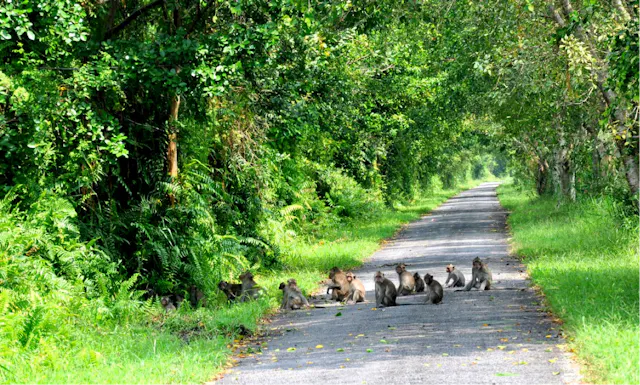 U Minh Thuong National Park in Frames – Peat Swamp Forest, Wetlands & Wildlife