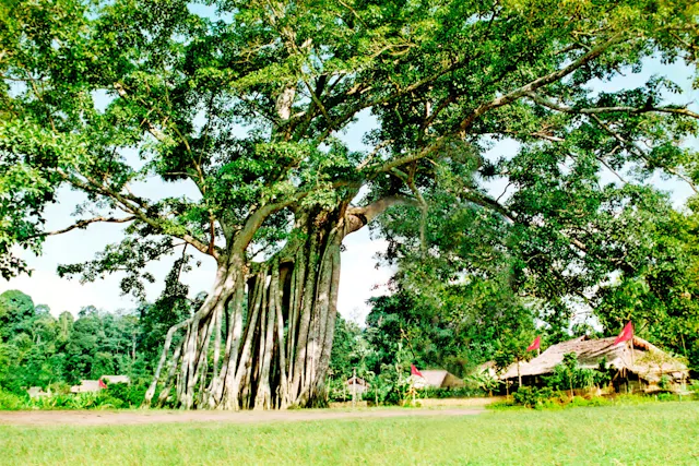 Tan Trao Historical Relic Area Photo Gallery