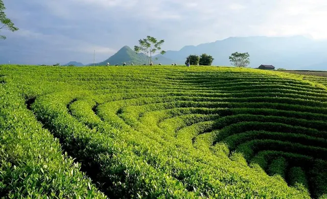 Thai Nguyen in Frames – Tea Hills, Lakes & Cultural Landscapes