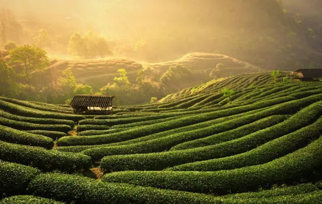 Discover Thai Nguyen – Vietnam’s Green Tea Capital, Nature Escapes & Cultural Heritage Gateway