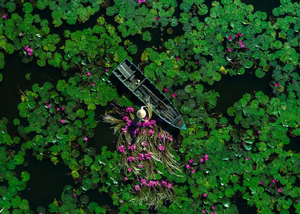 Dong Thap in Frames – Lotus Fields, Wetlands & Mekong Delta Serenity
