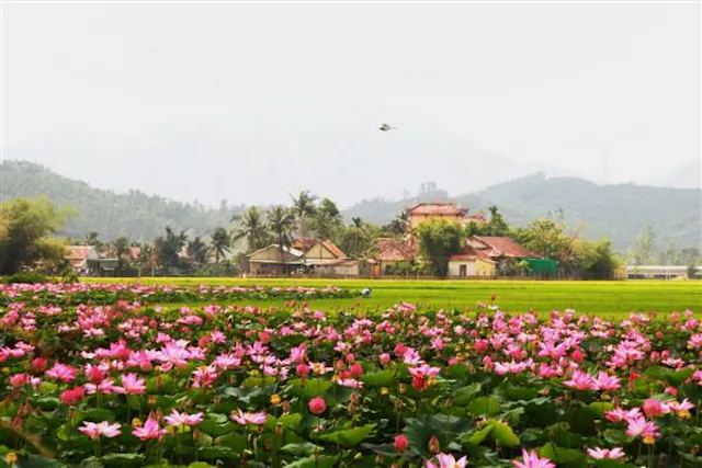 Dong Thap in Frames – Lotus Fields, Wetlands & Mekong Delta Serenity