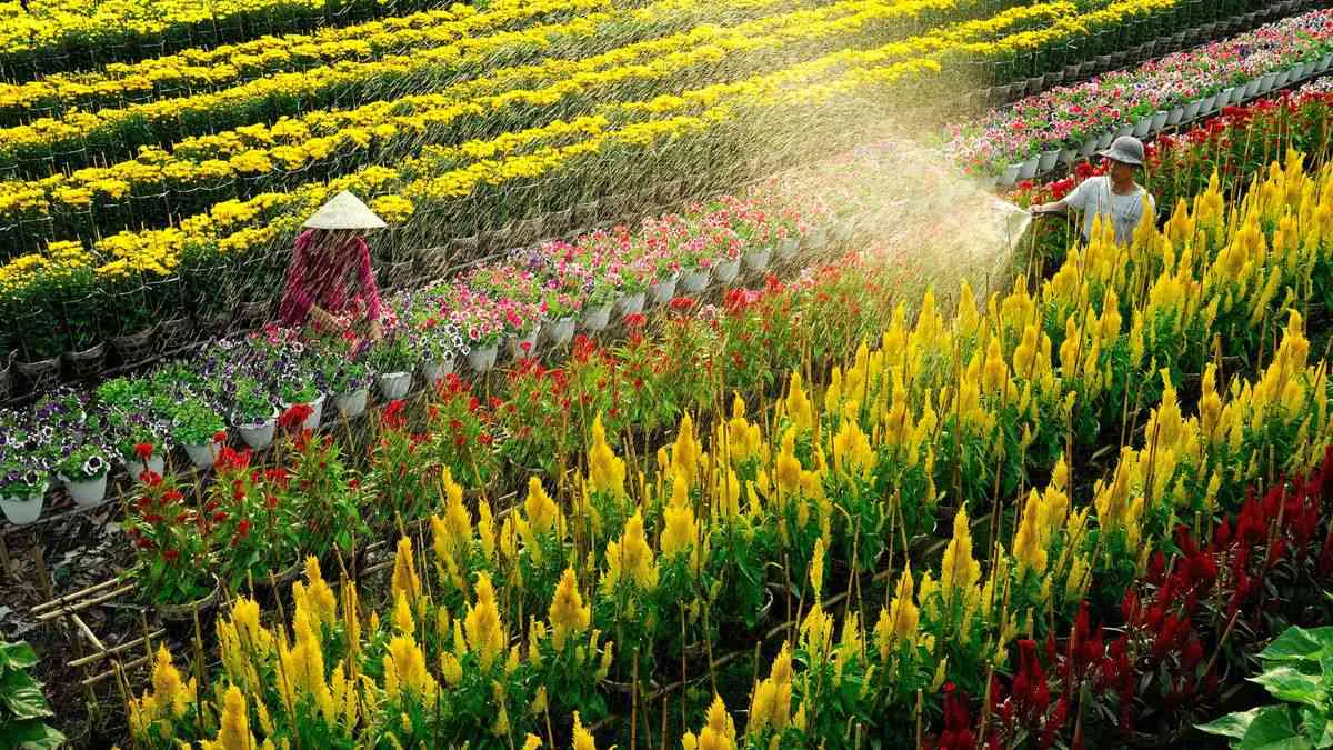 Dong Thap in Frames – Lotus Fields, Wetlands & Mekong Delta Serenity