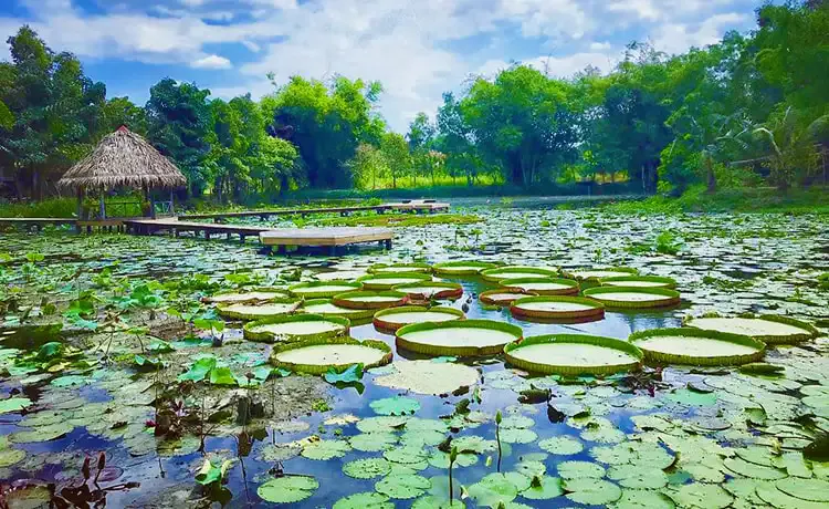 Dong Thap in Frames – Lotus Fields, Wetlands & Mekong Delta Serenity
