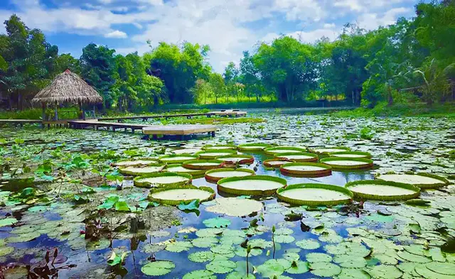 Dong Thap in Frames – Lotus Fields, Wetlands & Mekong Delta Serenity