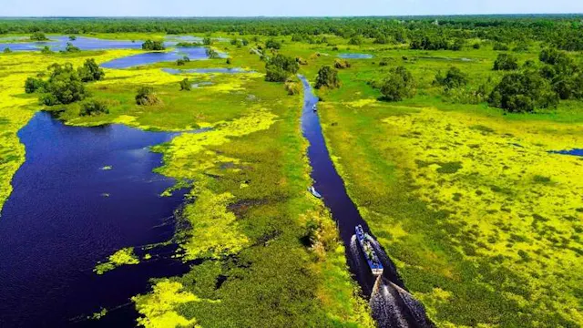 U Minh Thuong National Park in Frames – Peat Swamp Forest, Wetlands & Wildlife