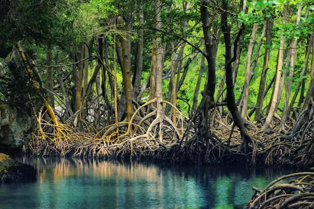 Dat Mui National Park Photo Gallery