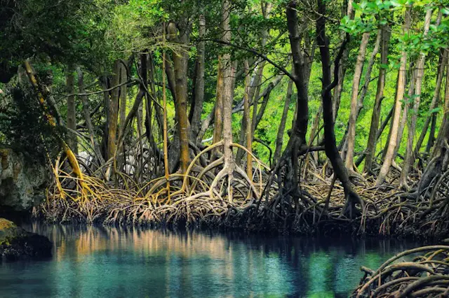 Dat Mui National Park Photo Gallery