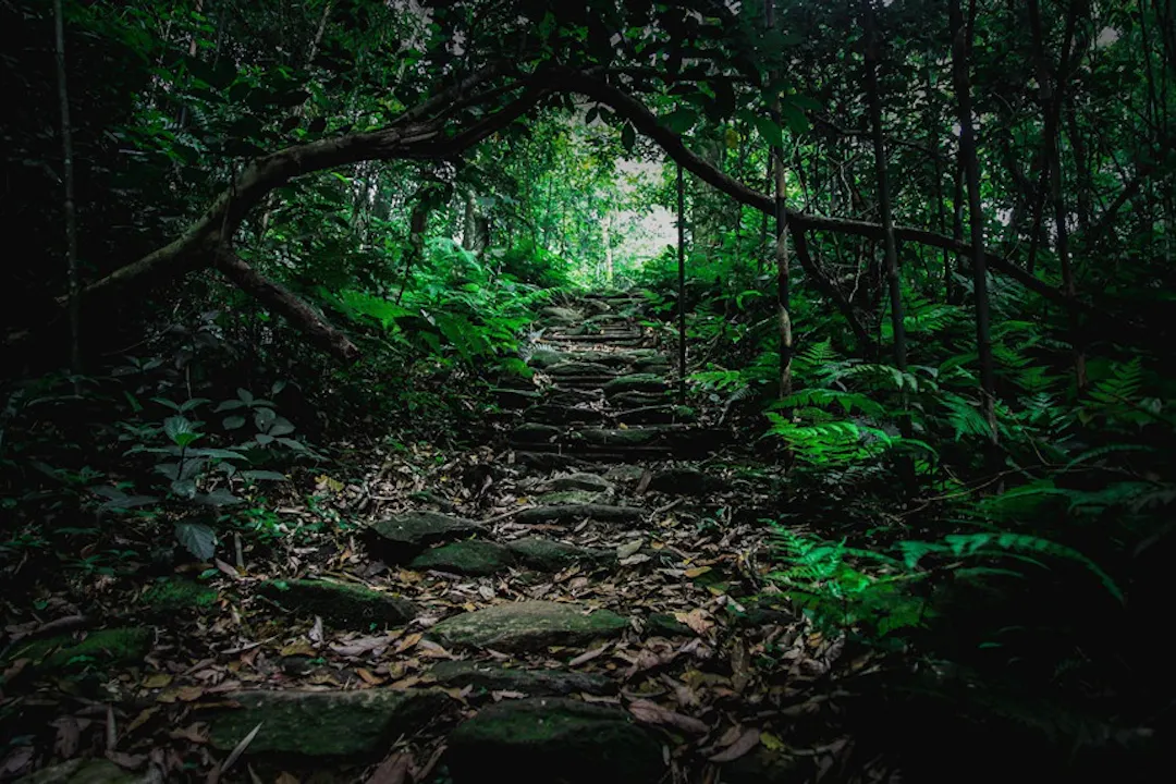 Silver Waterfall trail surrounded by forest in Tam Dao National Park