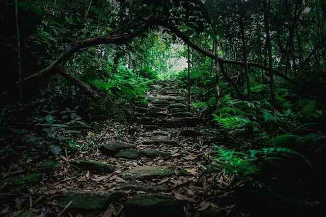 Tam Dao National Park in Frames – Misty Mountains, Forests & Natural Wonders