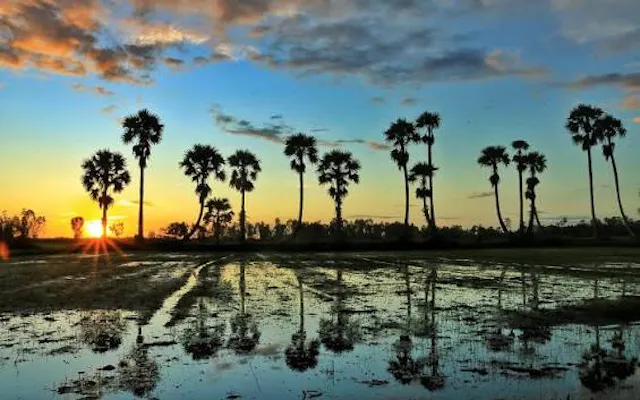 Ta Pa Rice Fields Photo Gallery