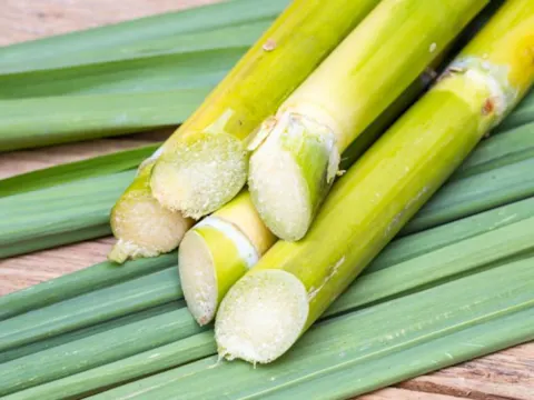 Fresh Sugarcane