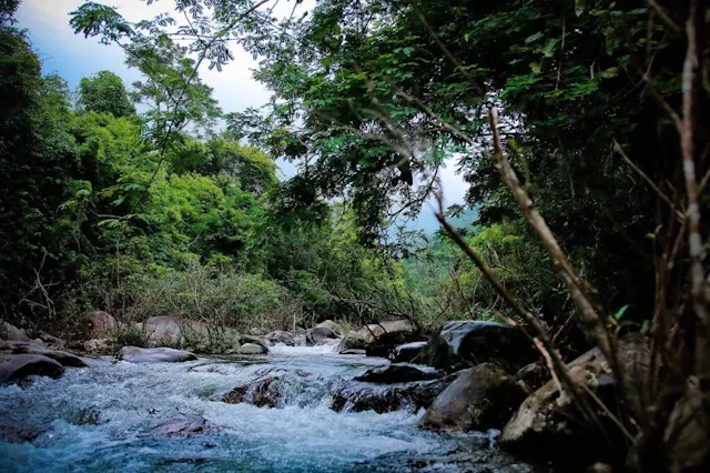 Tam Dao National Park in Frames – Misty Mountains, Forests & Natural Wonders