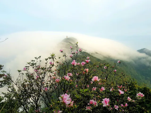 Ba Vi National Park in Frames – Forests, Mountains & Natural Beauty